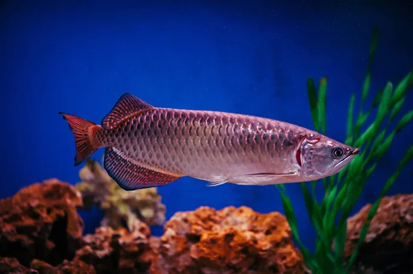 Scleropages Jardini Galleggia Tra Alghe Coralli Grande Pesce Rosa Lucido — Foto Stock