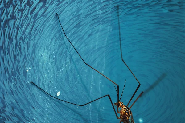 Velký Komár Sedí Modré Stěně Zblízka Makro Fotografie Obrovského Hmyzu — Stock fotografie