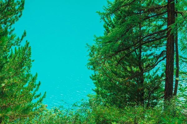 Zářivá Textura Azurového Povrchu Horského Jezera Jehličnatých Stromů Slunečného Dne — Stock fotografie
