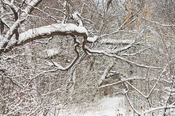 公园内树枝之间的雪道紧随其后 树林中的雪白背景 冬季树木在降雪时有霜 雪落了 大气森林景观 — 图库照片