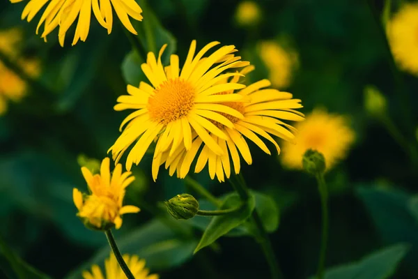 Dos Hermosos Árnica Crecen Contacto Cerca Flores Frescas Color Amarillo — Foto de Stock