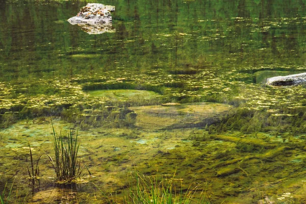 Tráva Roste Klidné Čisté Vodě Dno Svastného Moře Horského Jezera — Stock fotografie