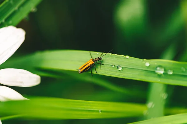 Pequeno Besouro Cerambycidae Grama Verde Brilhante Com Gotas Orvalho Perto — Fotografia de Stock