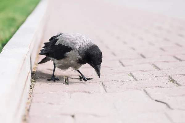 Svart Kråka Promenader Grå Trottoaren Nära Gränsen Bakgrund Grönt Gräs — Stockfoto