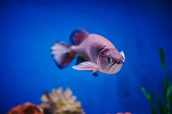 Scleropages Jardini Flutua Entre Algas Corais Grande Peixe Rosa Brilhante — Fotografia de Stock