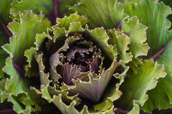 Green cabbage leaves with purple veins top view close-up. Natural seamless texture.