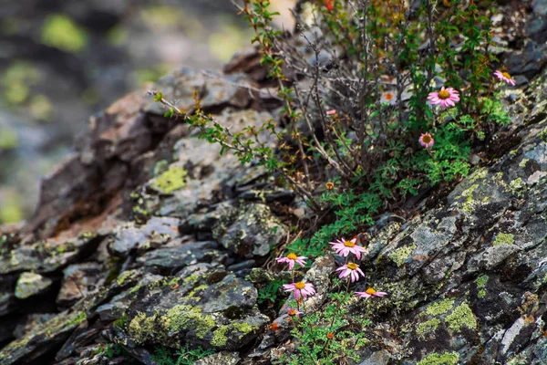 Aster Alpinus Taşların Arasında Kayalar Üzerinde Yetişir Sarı Merkezi Ile — Stok fotoğraf