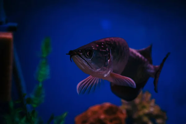 Scleropages Jardini Flutua Entre Algas Corais Grande Peixe Rosa Brilhante — Fotografia de Stock