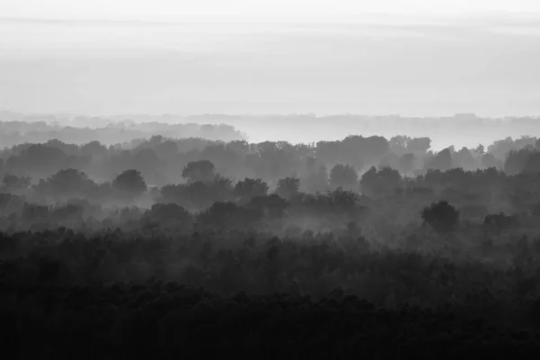 Μυστικιστική Θέα Στο Δάσος Κάτω Από Ομίχλη Νωρίς Πρωί Μυστηριώδης — Φωτογραφία Αρχείου
