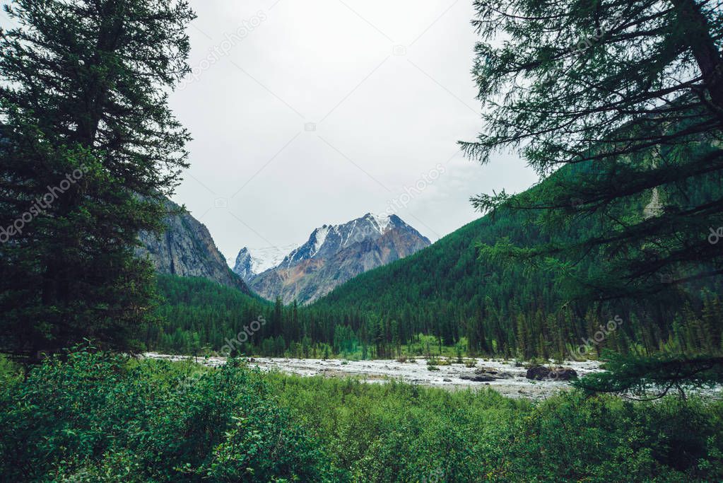 Mountain creek behind coniferous trees against giant snowy mountains. Water stream in brook. Rich vegetation and conifer forest of highlands. Amazing atmospheric landscape of majestic nature.