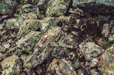 Çok renkli kaya akıntısı. Gevşek kaya yakın. Rastgele dağılmış taşlar arasında bitkiler. Yosun ve likenler ile dağlık kayalar Inanılmaz ayrıntılı arka plan. Dağlık arazinin doğal dokusu