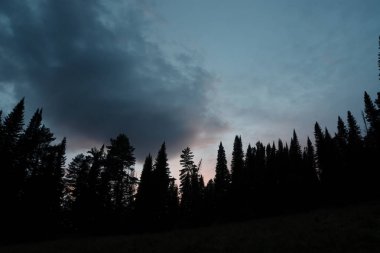 Dark silhouettes of high pines and spruces from below upwards on background of cloudy sunset sky with copy space. Template with coniferous trees close up in faded tones. Eerie atmospheric landscape. clipart
