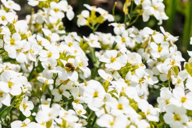 Beyaz hesperis güzel küme makro yakın çekim. Fotokopi alanı ile nightviolet küçük çiçekler grubunun arka plan üzerinde küçük arı. 
