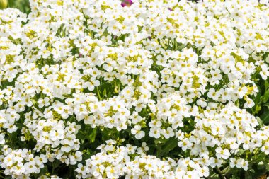 Beyaz hesperis güzel küme makro yakın çekim. Fotokopi alanı ile nightviolet küçük çiçekler grubunun beyaz arka plan. 