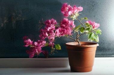 Pembe begonvil pencere nin üzerindeki bir tencerede büyüyor. Sisli cam.