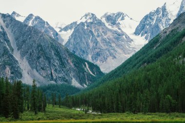 Karlı dağlara karşı vadide serpantin şeklinde dağ deresi. Buzula karşı deredeki su akıntısı. Zengin bitki örtüsü ve yayla ormanı. Görkemli doğanın muhteşem atmosferik manzarası.