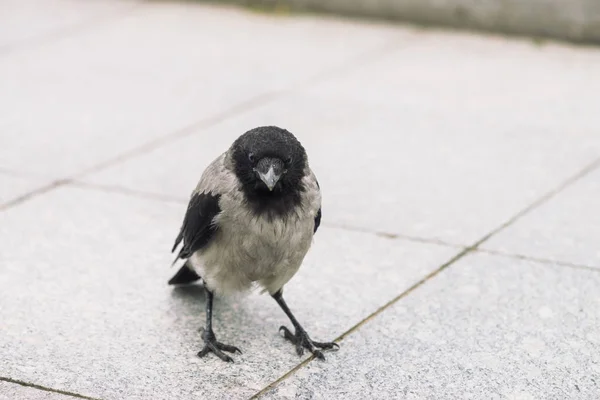 까마귀는 공간이있는 보도를 걷습니다 까마귀와 포장의 배경입니다 아스팔트에 조류의 부리가 — 스톡 사진