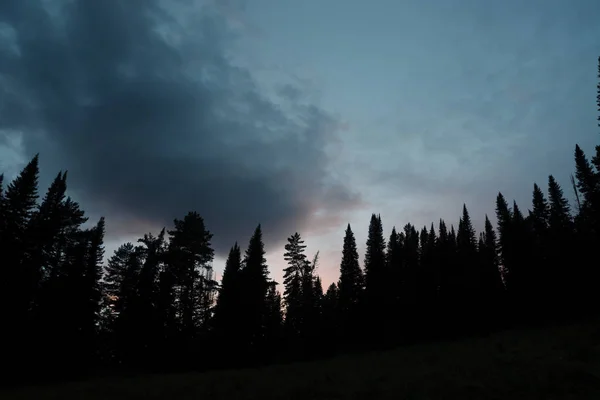 Dark Silhouettes High Pines Spruces Upwards Background Cloudy Sunset Sky — Stock Photo, Image