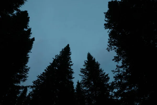 Dark Silhouettes High Pines Spruces Upwards Background Clear Dark Blue — Stock Photo, Image