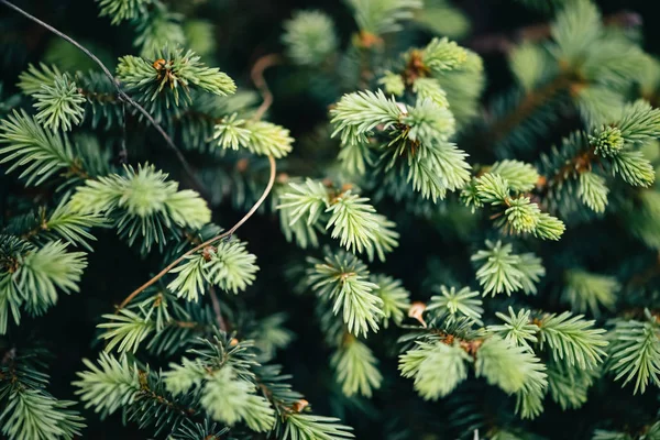 Beautiful evergreen branch of Christmas tree close-up. Green background of needles little coniferous tree with copy space. Fragment of small fir is closely. Greenish natural spruce texture in macro.
