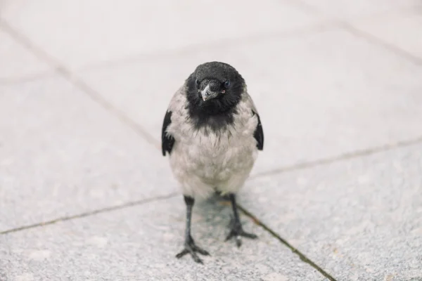 Kleine Schwarze Krähe Läuft Auf Grauem Bürgersteig Mit Kopierraum Hintergrund — Stockfoto