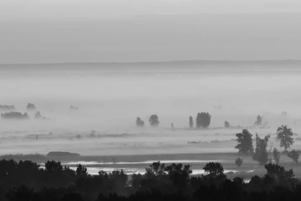 Vista Mística Sobre Floresta Sob Neblina Início Manhã Escala Cinza — Fotografia de Stock
