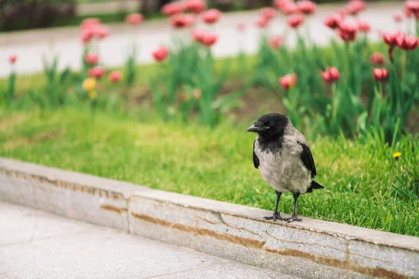 Black Crow Walks Border Gray Sidewalk Background Green Grass Pink — Stock Photo, Image