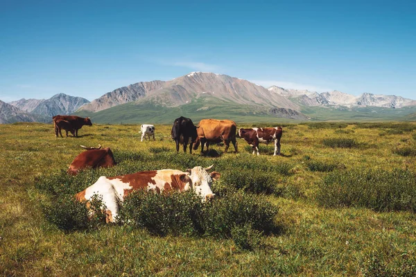 Корови Пасуться Луках Долині Тлі Чудових Гігантських Гір Сонячний День — стокове фото