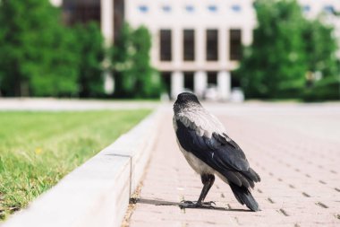 Siyah karga kopya alanı ile bokeh şehir binasının arka planda gri kaldırım yakınında sınırda yürüyor. Yeşil çimenlerin yanında kaldırımda kuzgun. Asfalttaki yabani kuş yakın çekim. Şehrin yırtıcı hayvanı.