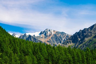 Mavi berrak gökyüzü altında ormanlık tepearkasında karlı dağ tepesinde. Kozalaklı ormanın üzerindeki kayalık sırt. Görkemli doğanın atmosferik minimalist manzara.