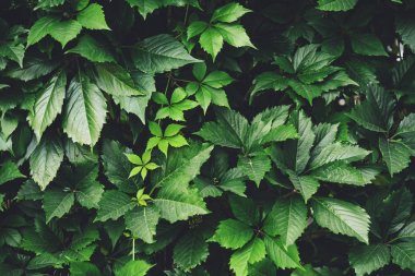 İlkbaharda büyük yeşil yaprakların çit. Parthenocissus henryana yeşil çit. Kız sıcağına üzümlerin doğal arka planı. Parthenocissus inserta çiçek dokusu. Zengin yeşillik. Botanik bahçesinde bitkiler.