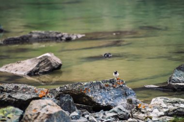 Su yakın taşlar üzerinde küçük sevimli kuş kapatın. Kaya üzerinde inanılmaz uçan tombul hayvan. Kayalarda yosun lar ve likenler. Arka planda dağ gölü. Kopya alanı ile Bataklık.