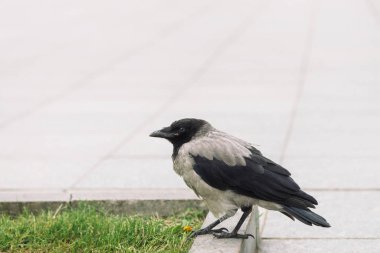 Siyah karga kopya alanı ile yeşil çim arka plan üzerinde gri kaldırım yakınında sınırda yürüyor. Kaldırımda kuzgun. Asfalt üzerinde yabani kuş adımları yakın. Şehir faunasının yırtıcı hayvanı.