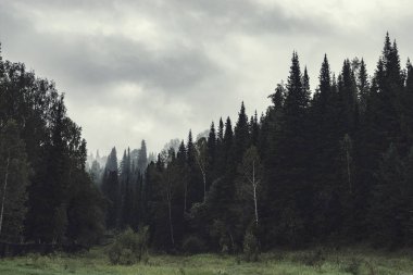 Karanlık ormanda akşam kasvetli bir atmosfer. Siste yüksek köknar ve çam. Taiga'da bulutlu hava ve ürkütücü sis. Ağaçlardan katmanlar arasında sis. Soluk tonlarda korku tarzında ürkütücü manzara.
