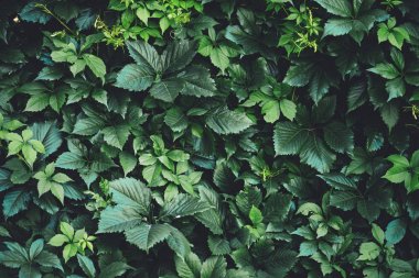 İlkbaharda büyük yeşil yaprakların çit. Parthenocissus henryana yeşil çit. Kız sıcağına üzümlerin doğal arka planı. Parthenocissus inserta çiçek dokusu. Zengin yeşillik. Botanik bahçesinde bitkiler.