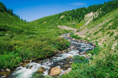 Güneşli bir günde yayla zengin bitki örtüsü arasında yeşil vadide Dağ deresi. Canlı yeşillikler ve mavi berrak gökyüzü altında ağaçlar arasında hızlı su akışı. Görkemli Altay doğanın amazing dağ manzara.