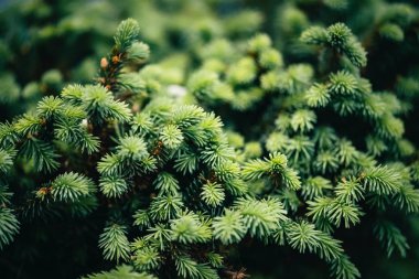 Noel ağacı yakın çekim güzel dökmeyen dalı. Kopya alanı ile iğneler küçük iğneli ağaç Yeşil arka plan. Küçük köknar parçası yakından. Makroda yeşilimsi doğal ladin dokusu.