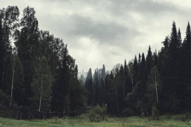 Karanlık ormanda akşam kasvetli bir atmosfer. Siste yüksek köknar ve çam. Taiga'da bulutlu hava ve ürkütücü sis. Ağaçlardan katmanlar arasında sis. Soluk tonlarda korku tarzında ürkütücü manzara.