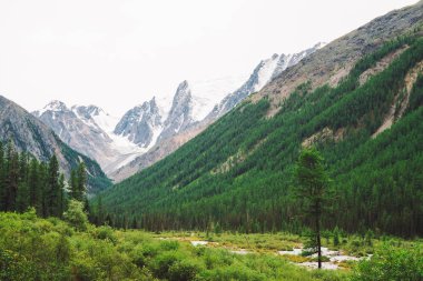 Karlı dağlara karşı vadide serpantin şeklinde dağ deresi. Buzula karşı deredeki su akıntısı. Zengin bitki örtüsü ve yayla ormanı. Görkemli doğanın muhteşem atmosferik manzarası.