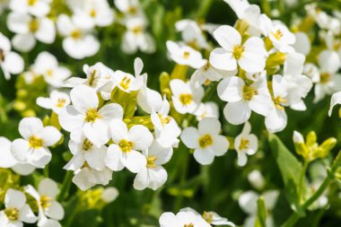 Beyaz hesperis güzel küme makro yakın çekim. Fotokopi alanı ile nightviolet küçük çiçekler grubunun beyaz arka plan. 