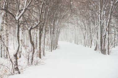Park alanında ağaç dalları arasında karlı tünel kapatın. Koru sokak ile karlı beyaz arka plan. Kar yağışı sırasında boğuk buz ile kış ağaçları arasında yol. Kar yağışı. Atmosferik kış manzarası.