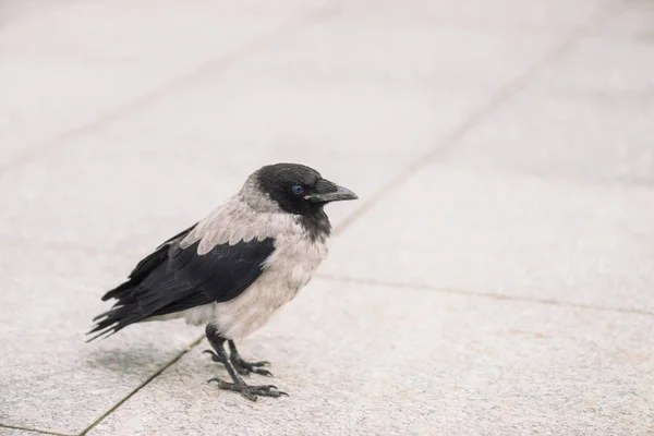 小さな黒いカラスは コピースペースで灰色の歩道を歩きます 小さなカラスと舗装の背景 アスファルト上の野鳥のステップをクローズアップ 都市動物の捕食動物 — ストック写真