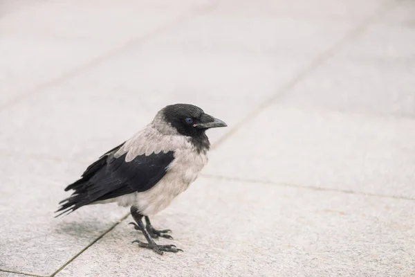 Små Svarta Kråkpromenader Grå Trottoaren Med Kopierings Utrymme Bakgrund Trottoaren — Stockfoto