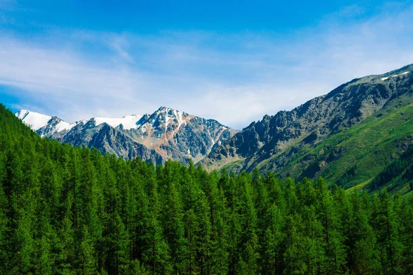 Snowy mountain top behind wooded hill under blue clear sky. Rocky ridge above coniferous forest. Atmospheric minimalistic landscape of majestic nature.