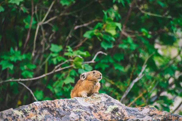 Pika rodent on cliff among rich plants of highlands. Small curious animal on rock. Little fluffy cute mammal on background of greenery.