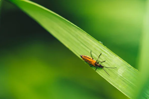 Kleine Kever Cerambycidae Levendig Glanzend Groen Gras Met Dauwdruppels Close — Stockfoto