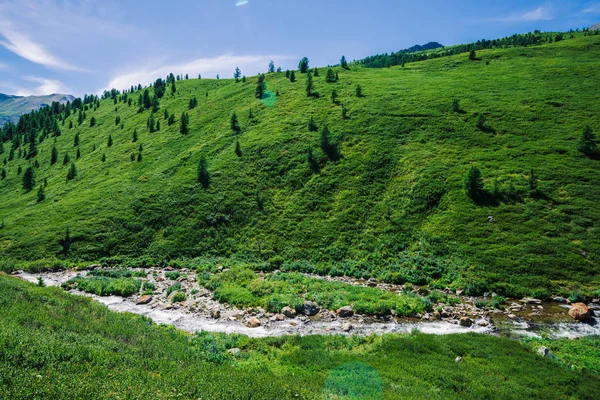 Güneşli Bir Günde Yayla Zengin Bitki Örtüsü Arasında Yeşil Vadide — Stok fotoğraf