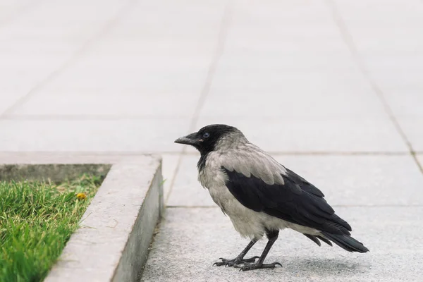 黒いカラスは コピースペースを持つ緑の草の背景に国境近くの灰色の歩道を歩きます 舗装上のレイヴン アスファルトの野鳥都市動物の捕食動物 鳥の羽毛がクローズアップ — ストック写真