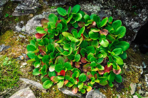 Folhas Verdes Vermelhas Bergenia Crassifolia Fecham Planta Incrível Cresce Rocha — Fotografia de Stock