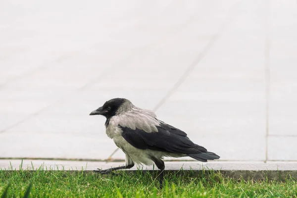 黒いカラスは コピースペースを持つ緑の草の背景に灰色の歩道の近くの国境を歩きます 舗装上のレイヴン アスファルトの野鳥都市動物の捕食動物 鳥の羽毛がクローズアップ — ストック写真